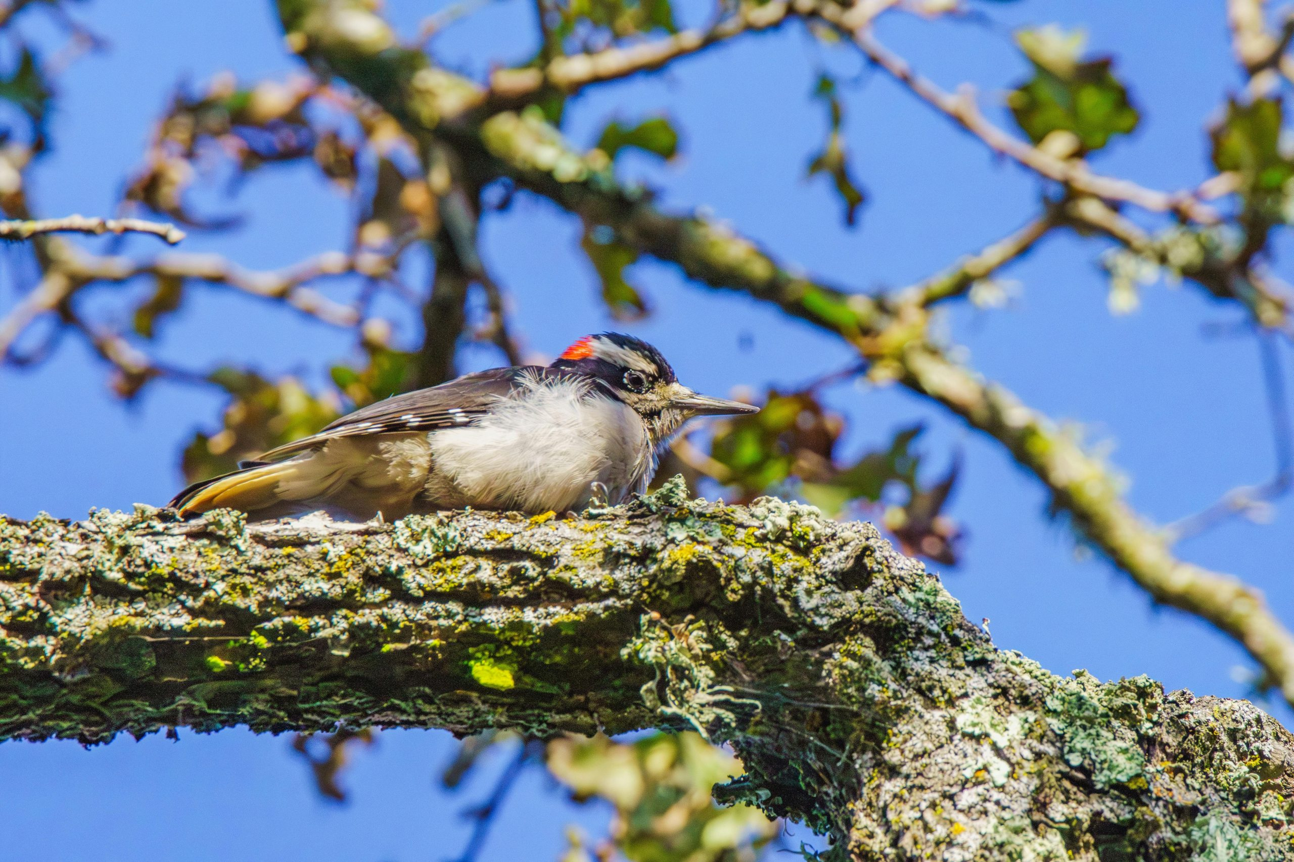 Mastering the Interview: Behavioral Questions and Stellar Follow-Up